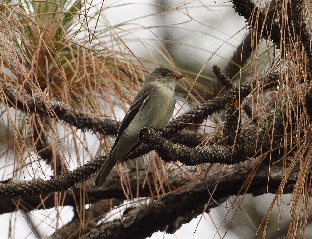 Eastern Wood-Pewee - Jose-Miguel Ponciano