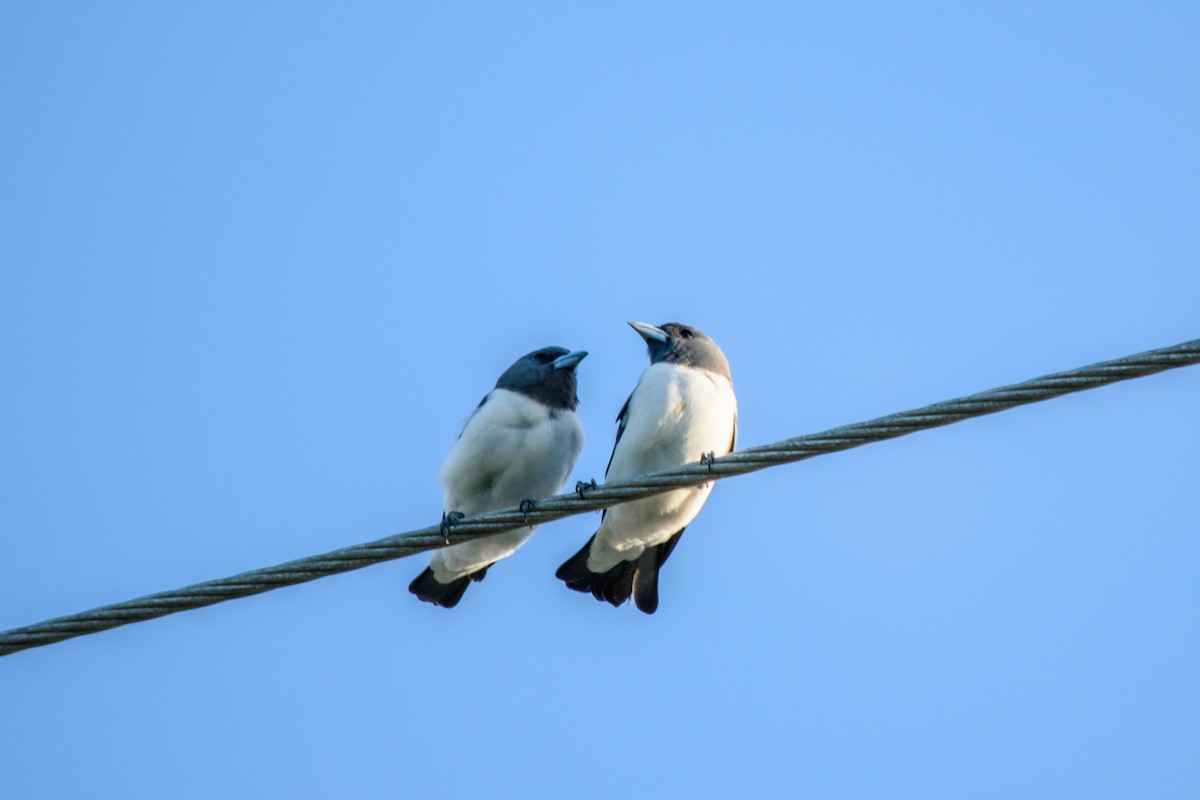 White-breasted Woodswallow - ML618043752