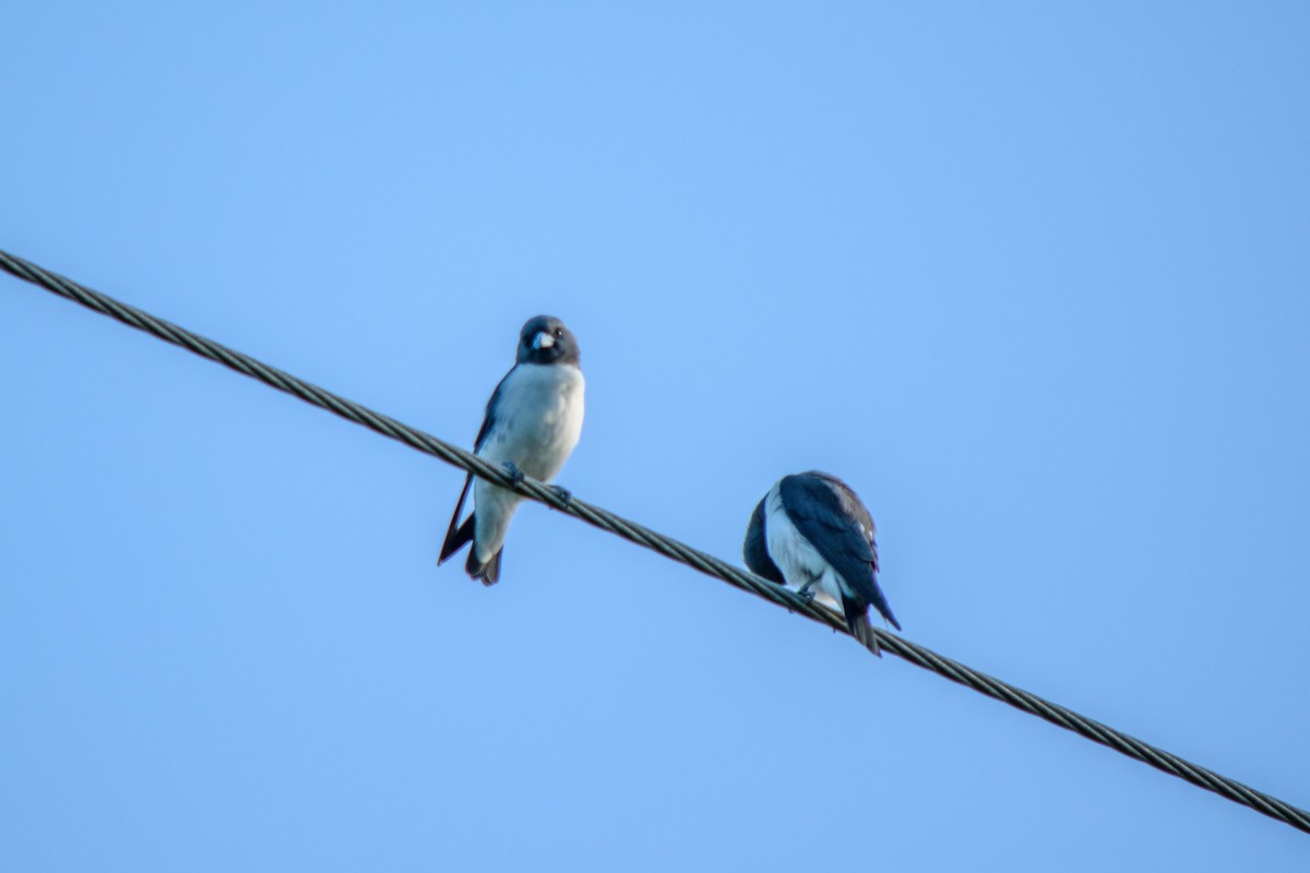 White-breasted Woodswallow - ML618043753
