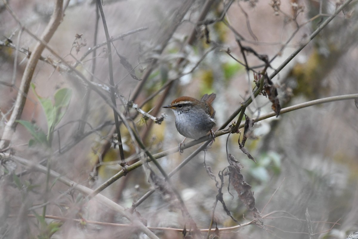 Gray-sided Bush Warbler - ML618043760