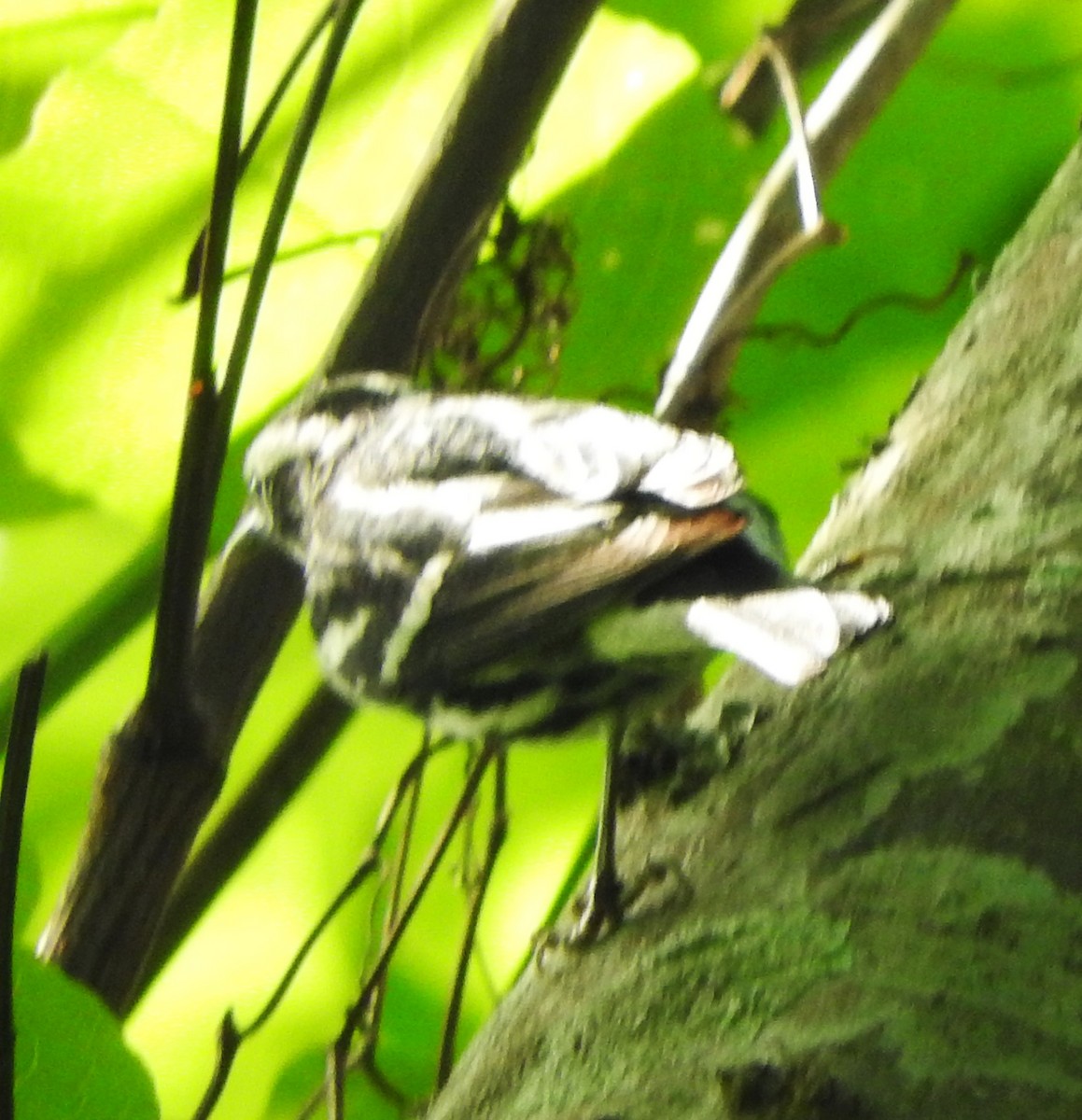Black-and-white Warbler - Mark Meunier