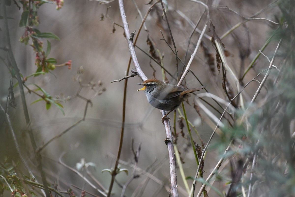 Gray-sided Bush Warbler - ML618043773