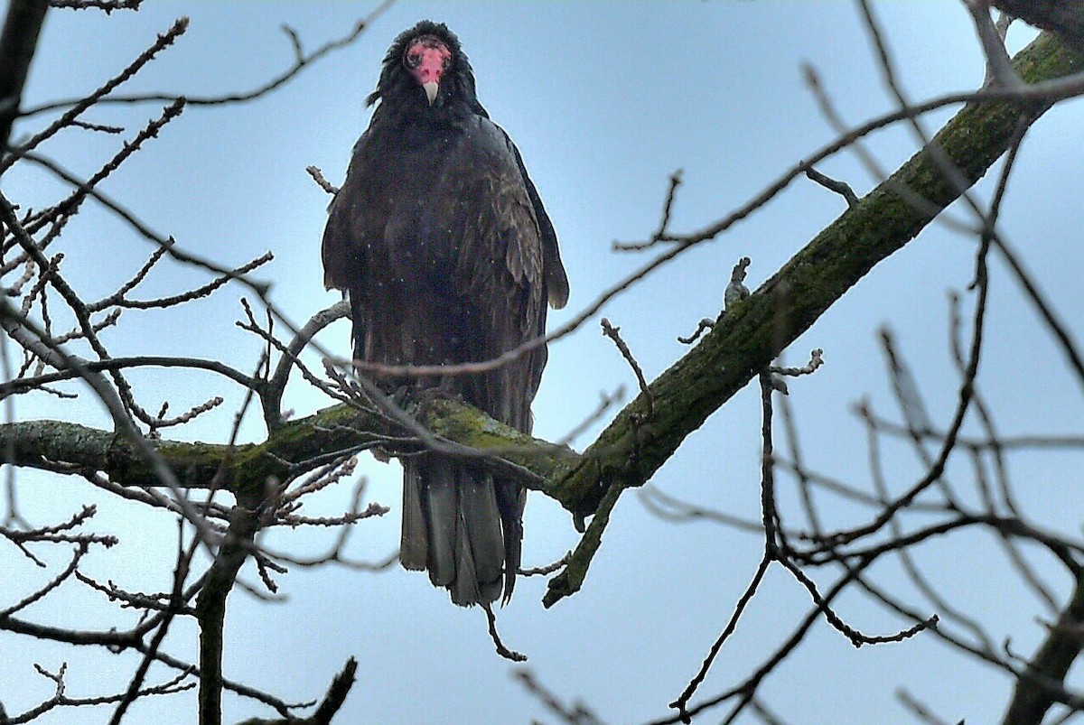 Turkey Vulture - Steve Czyzycki