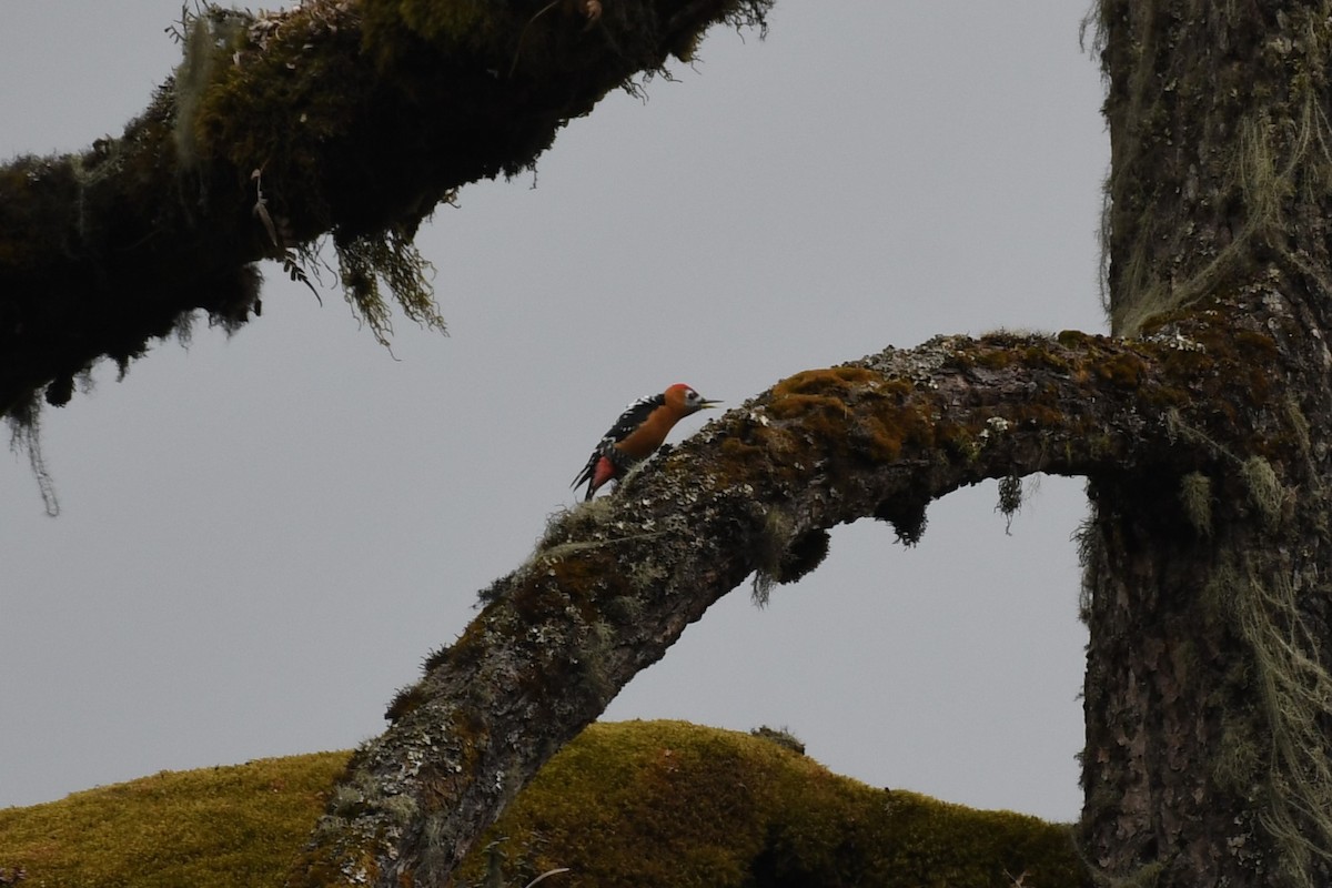 Rufous-bellied Woodpecker - ML618043812