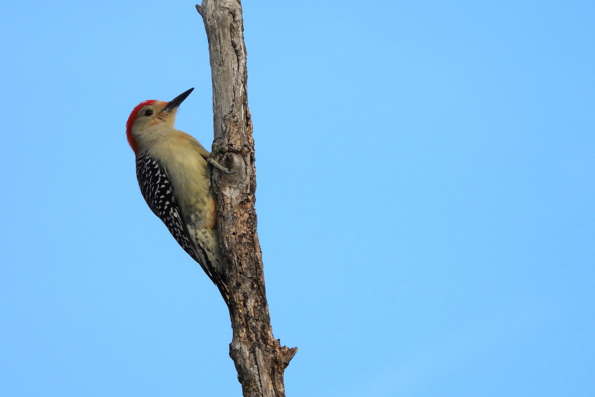 Red-bellied Woodpecker - ML618043820
