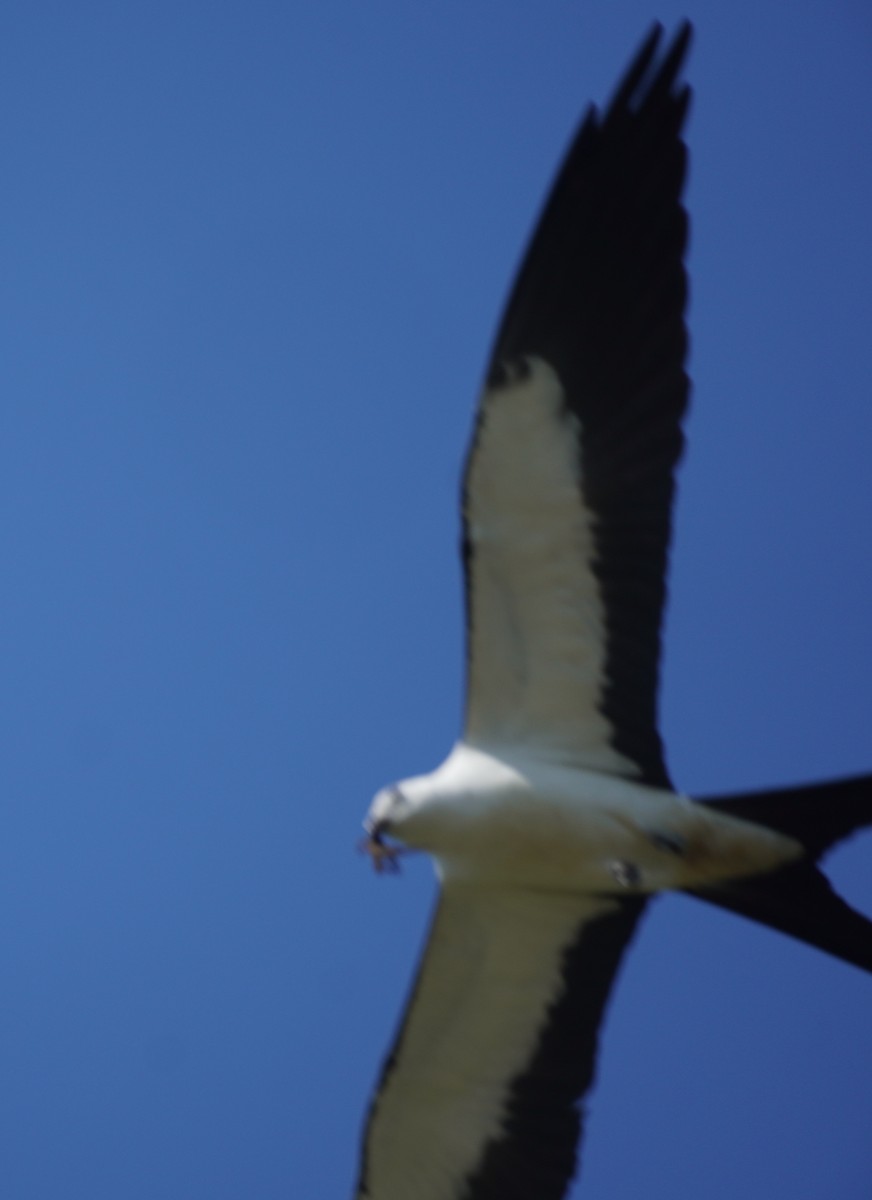 Swallow-tailed Kite - ML618043852