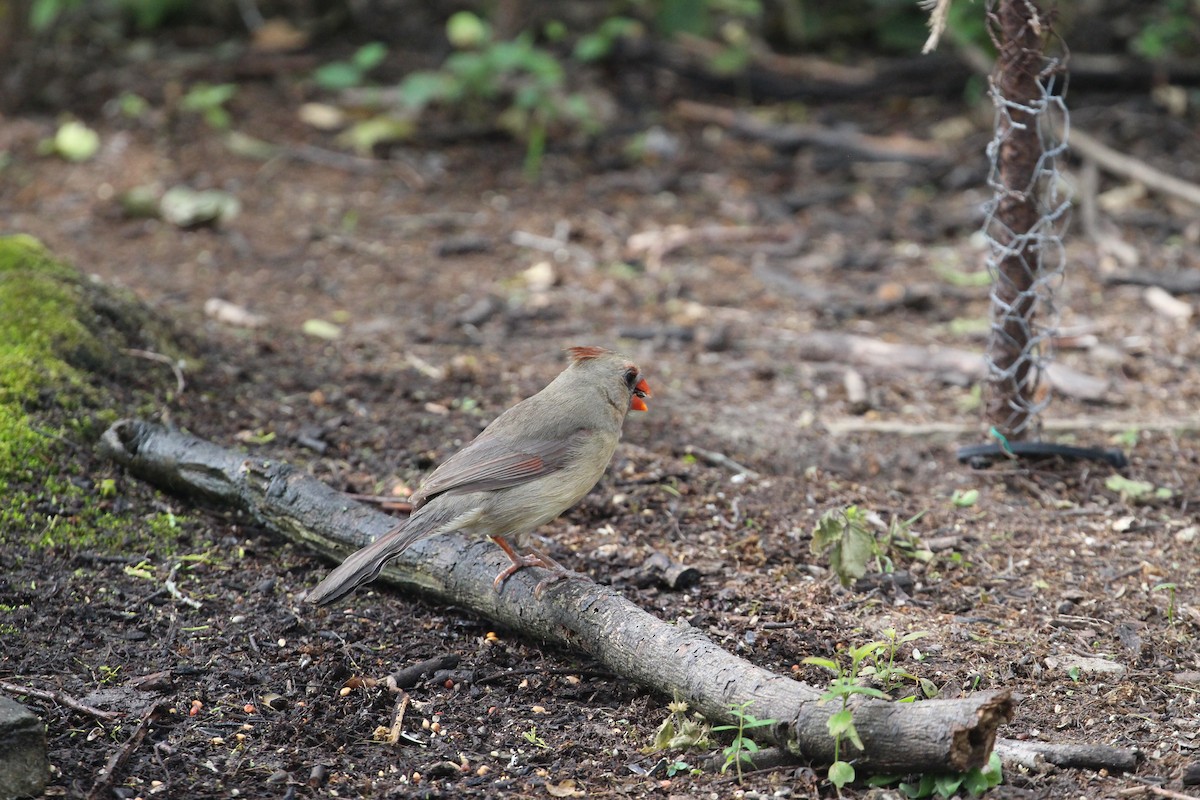 Northern Cardinal (Common) - Hank Taliaferro