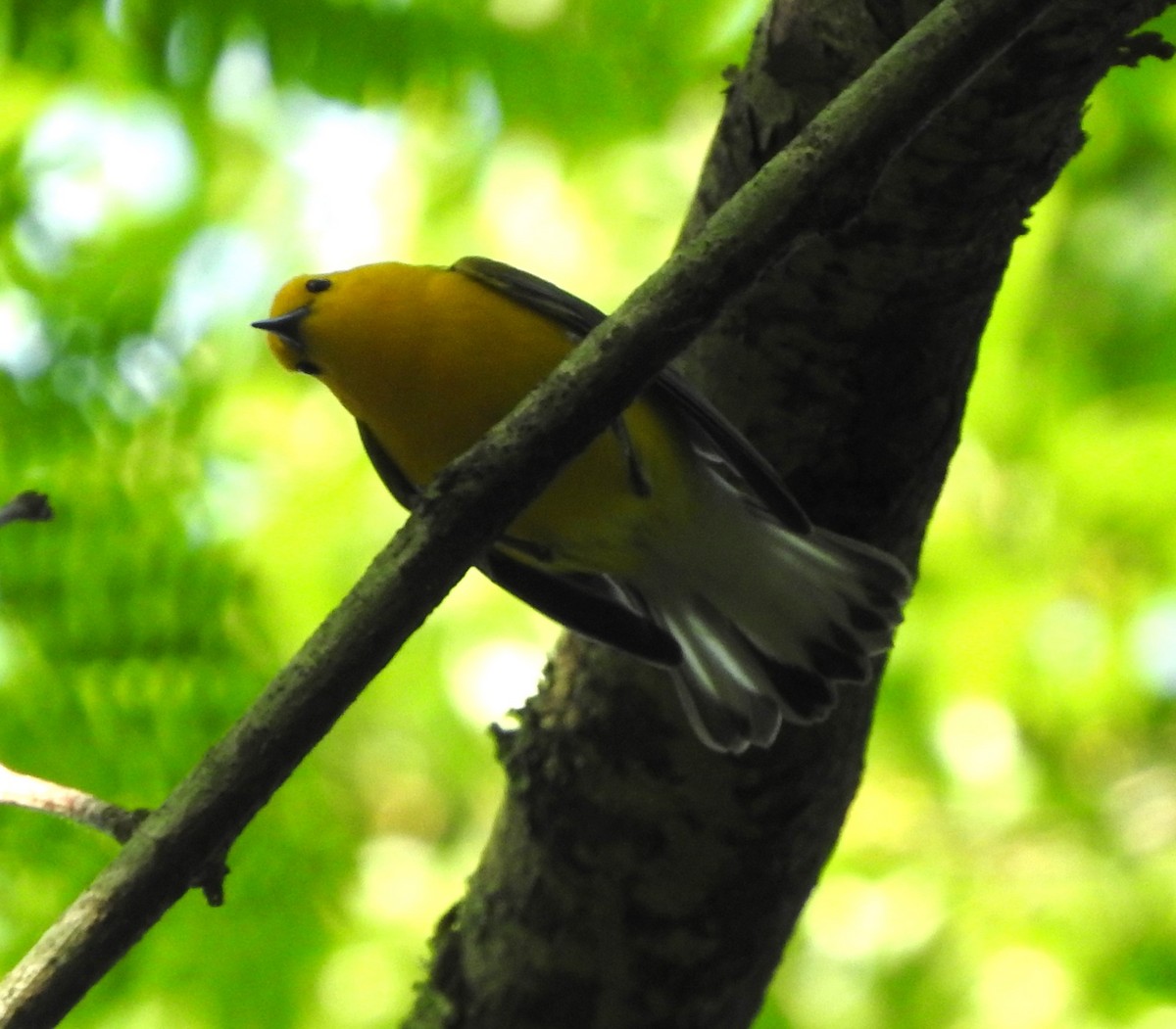 Prothonotary Warbler - Mark Meunier
