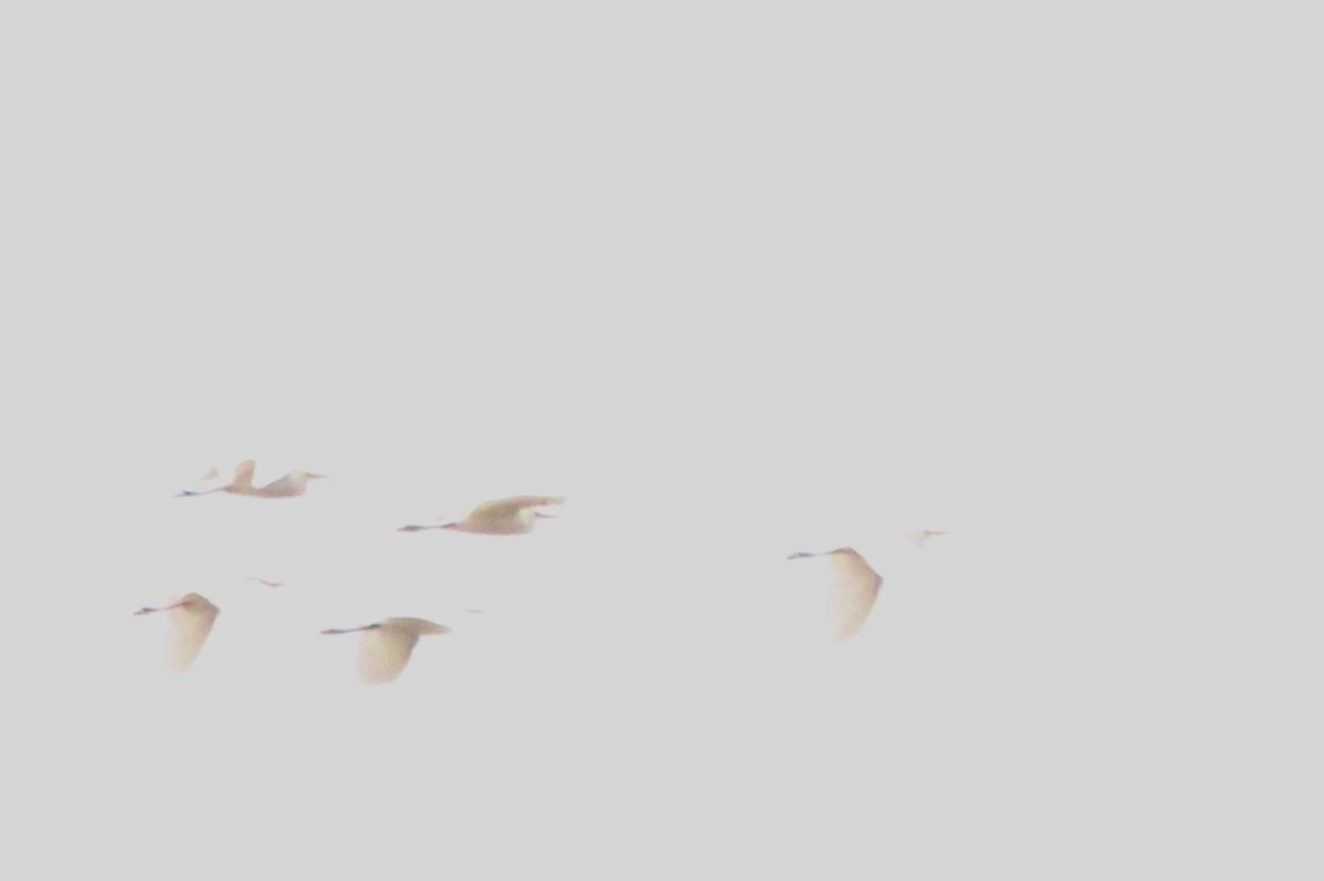 Чапля єгипетська (підвид ibis) - ML618043937