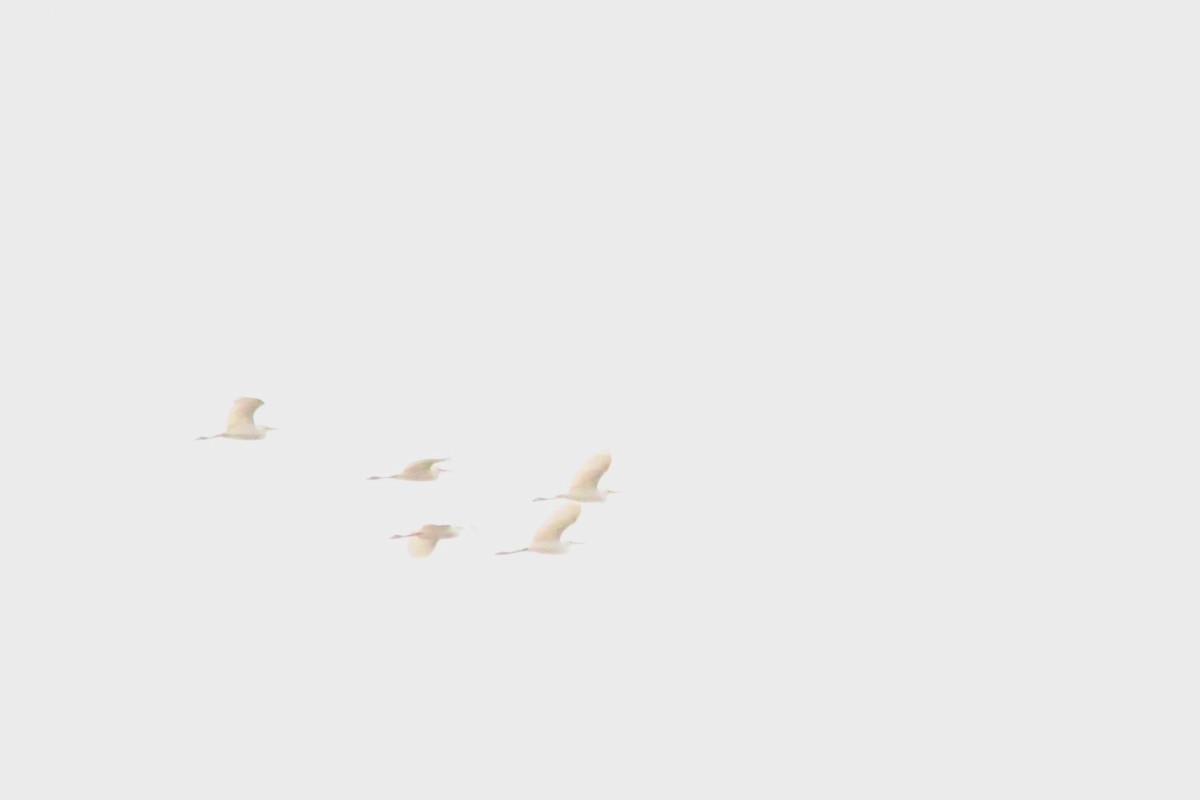 Чапля єгипетська (підвид ibis) - ML618043938