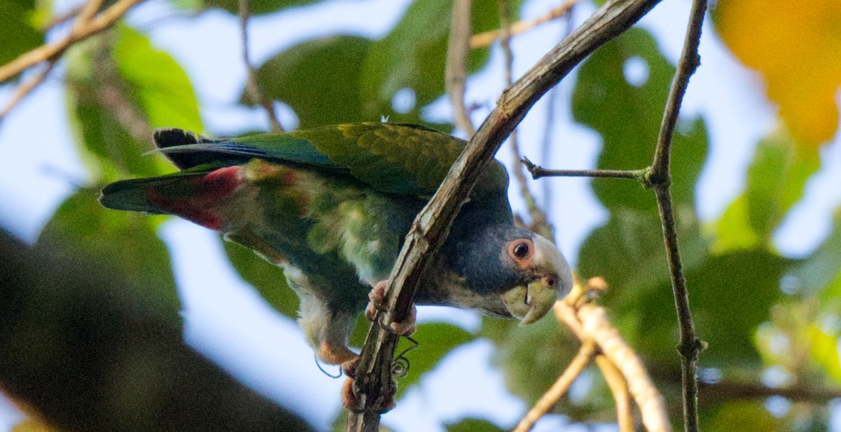White-crowned Parrot - Travis Vance