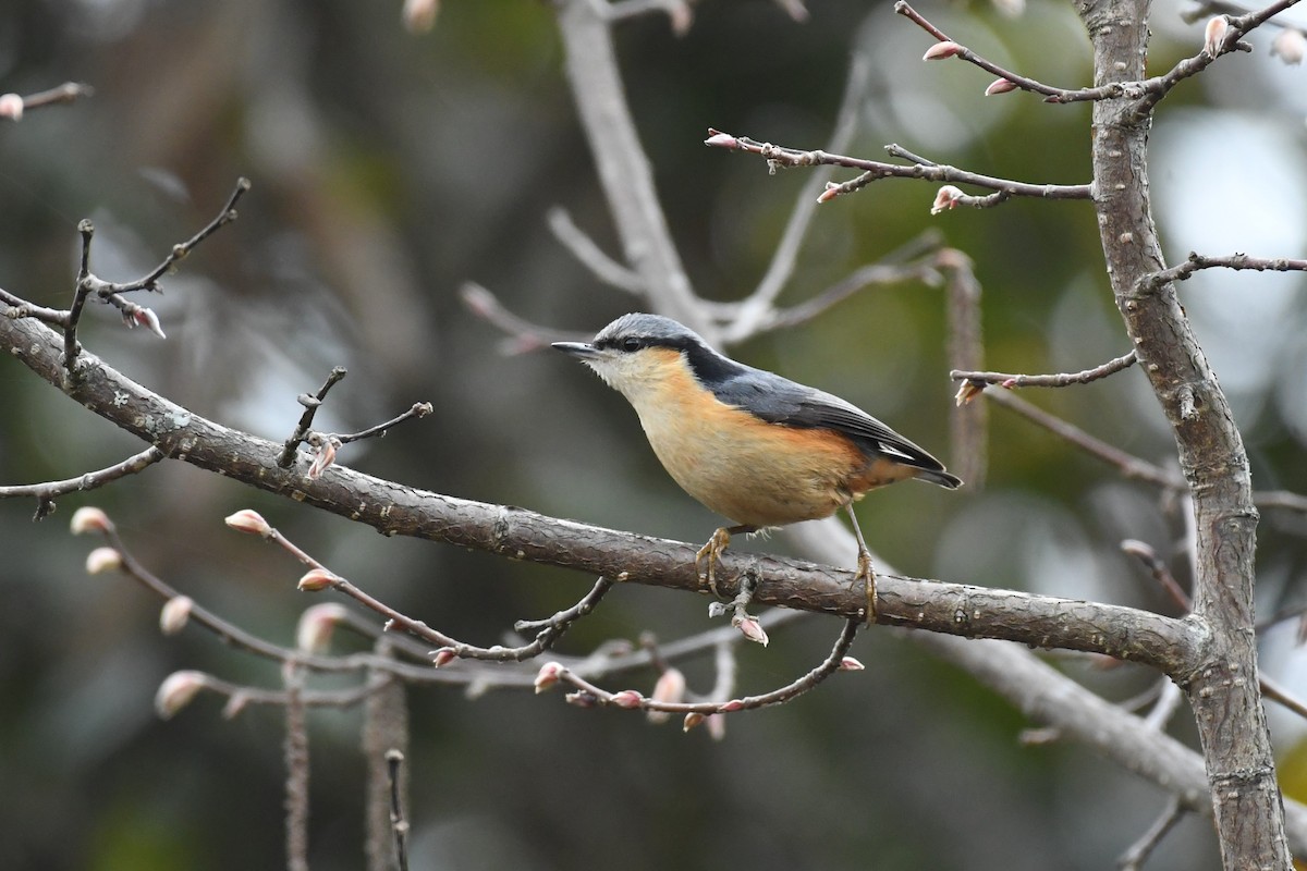 White-tailed Nuthatch - ML618043947