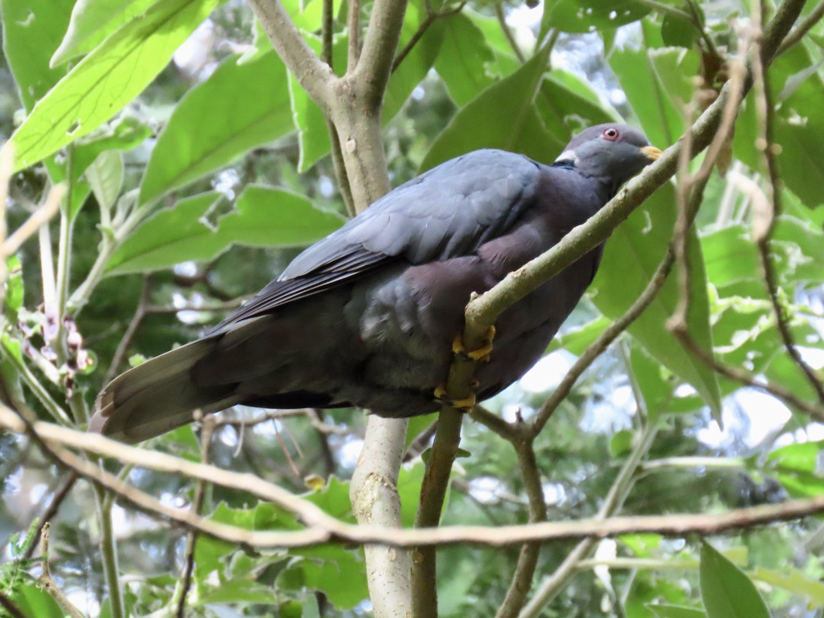 Band-tailed Pigeon - ML618043950