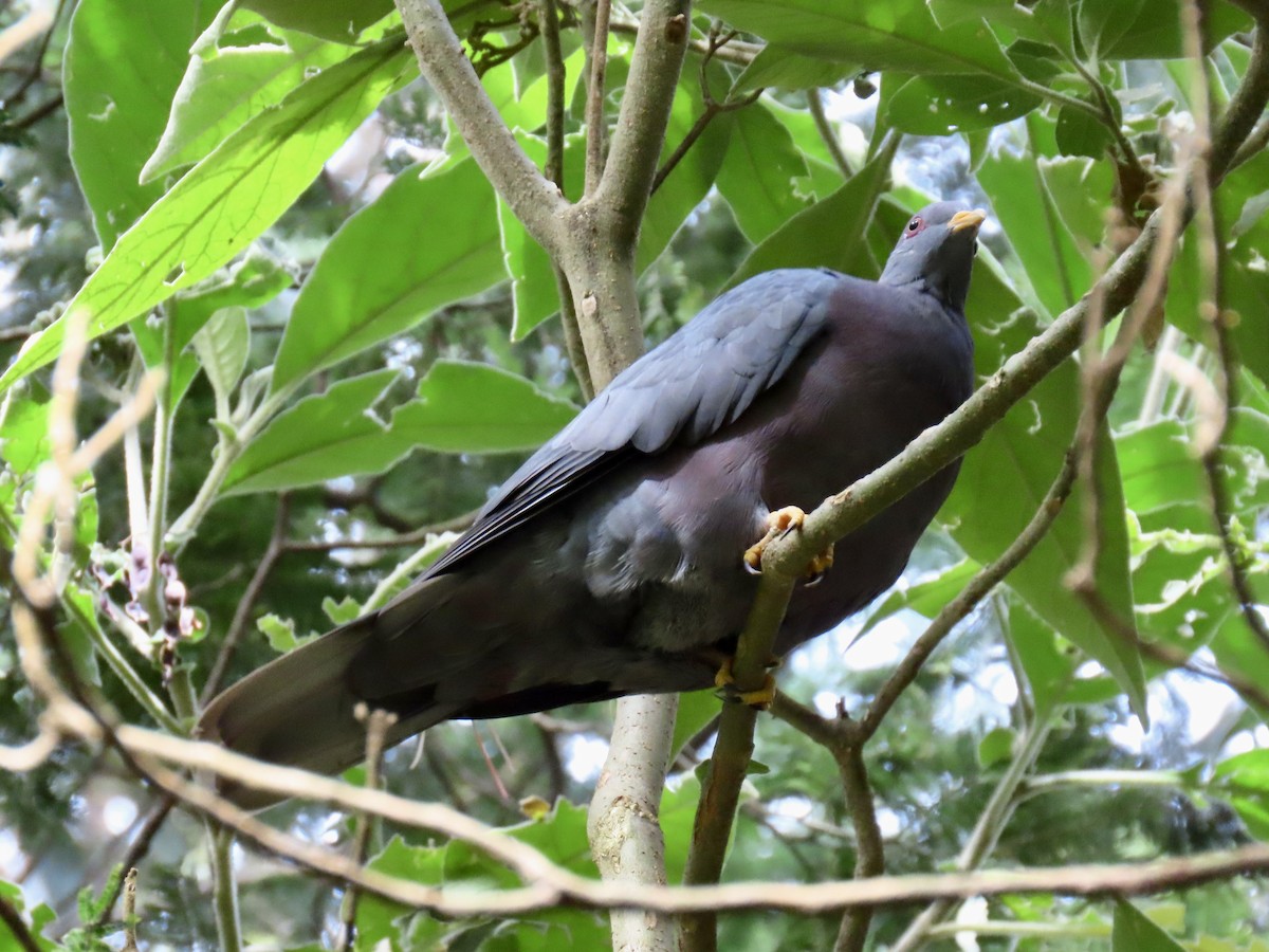 Band-tailed Pigeon - ML618043951