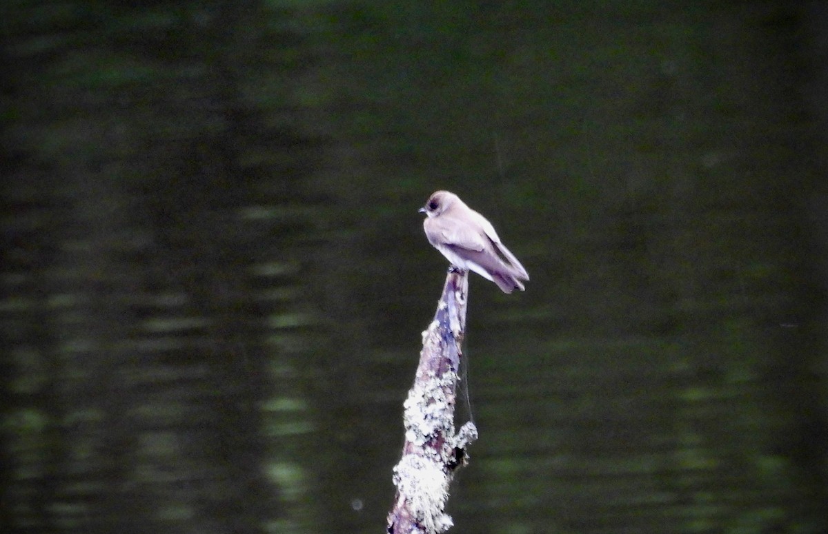 Northern Rough-winged Swallow - D/P    Sanford