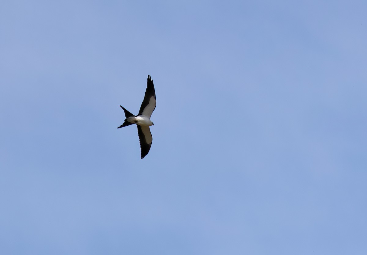 Swallow-tailed Kite - ML618044002