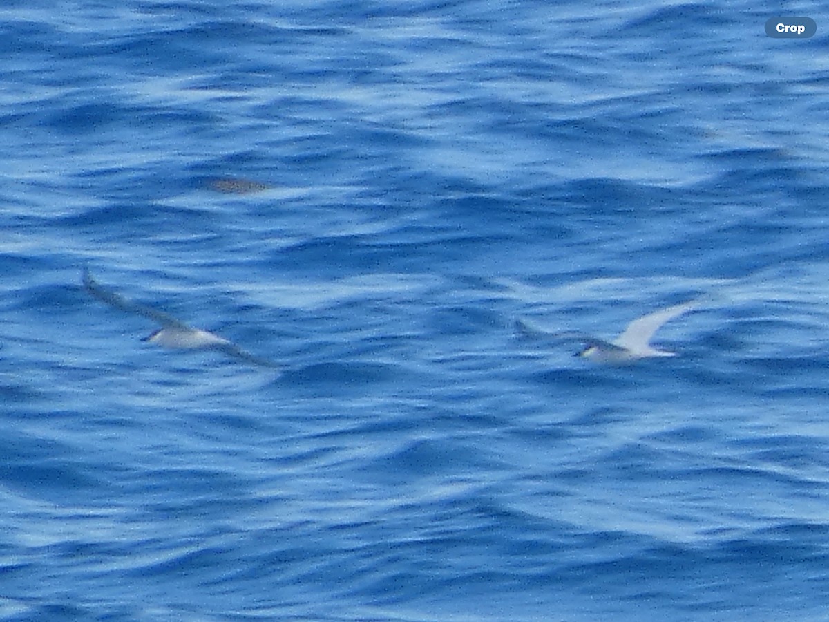 Gull-billed Tern - ML618044018