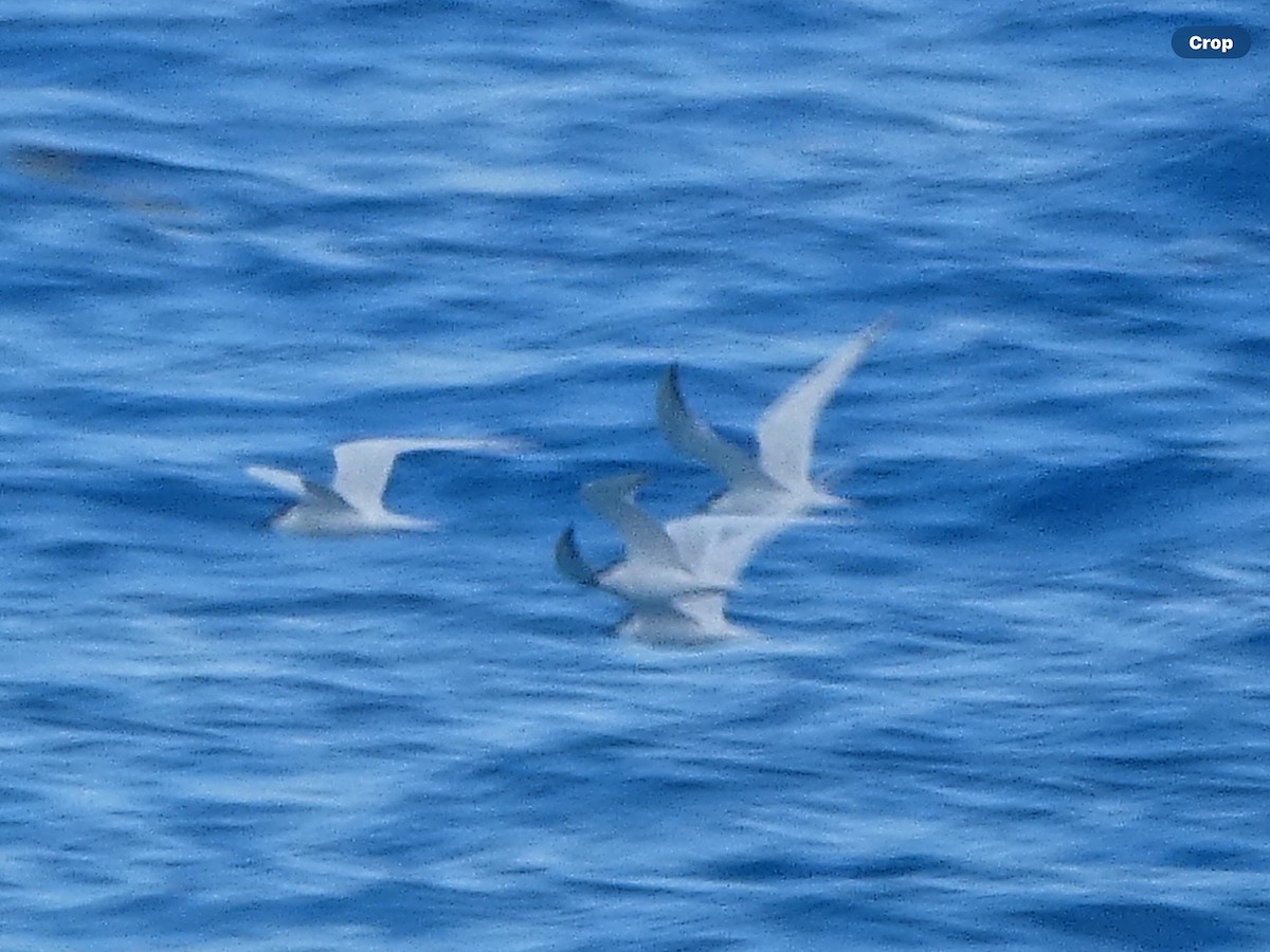Gull-billed Tern - ML618044019