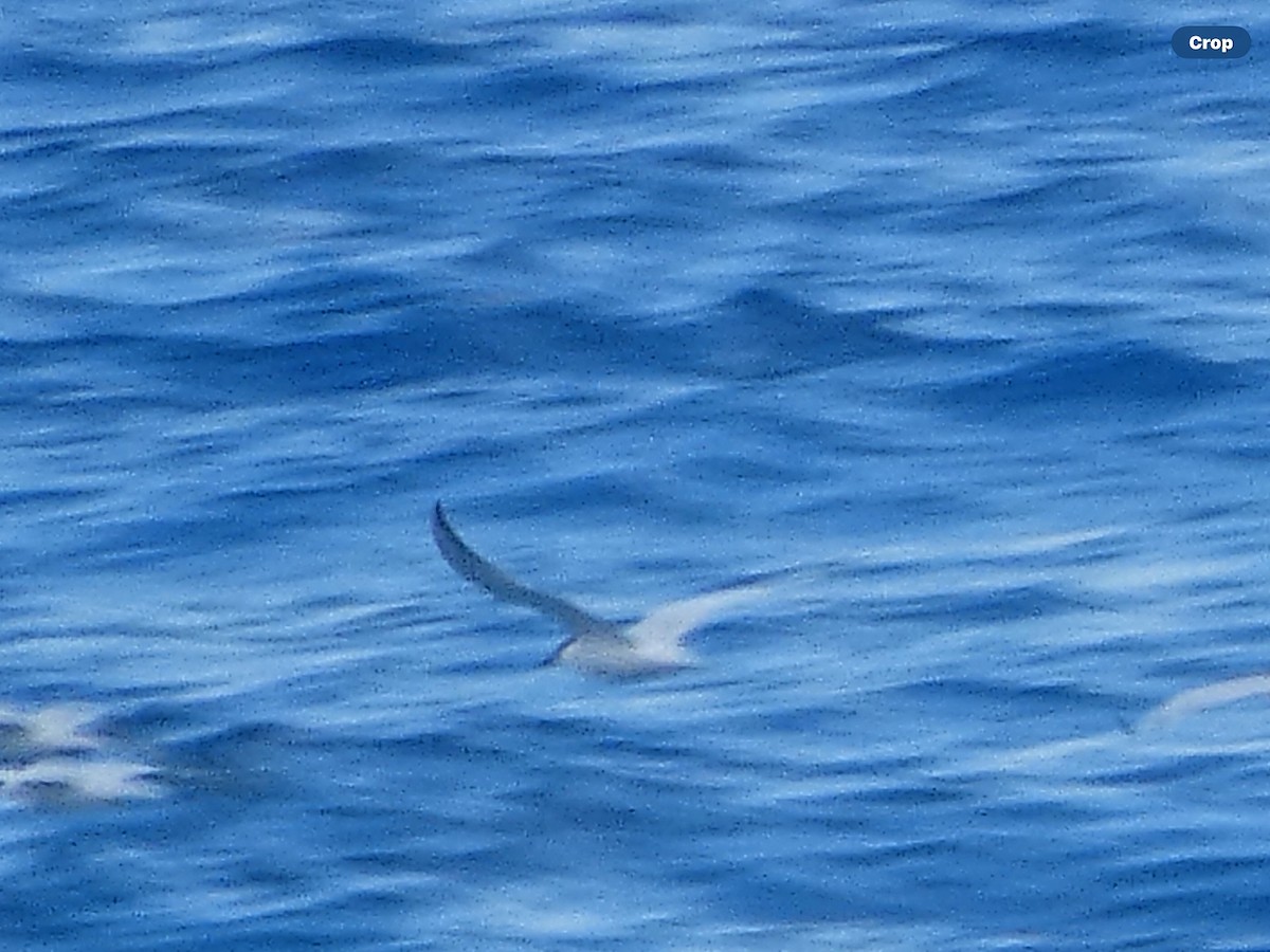 Gull-billed Tern - ML618044020