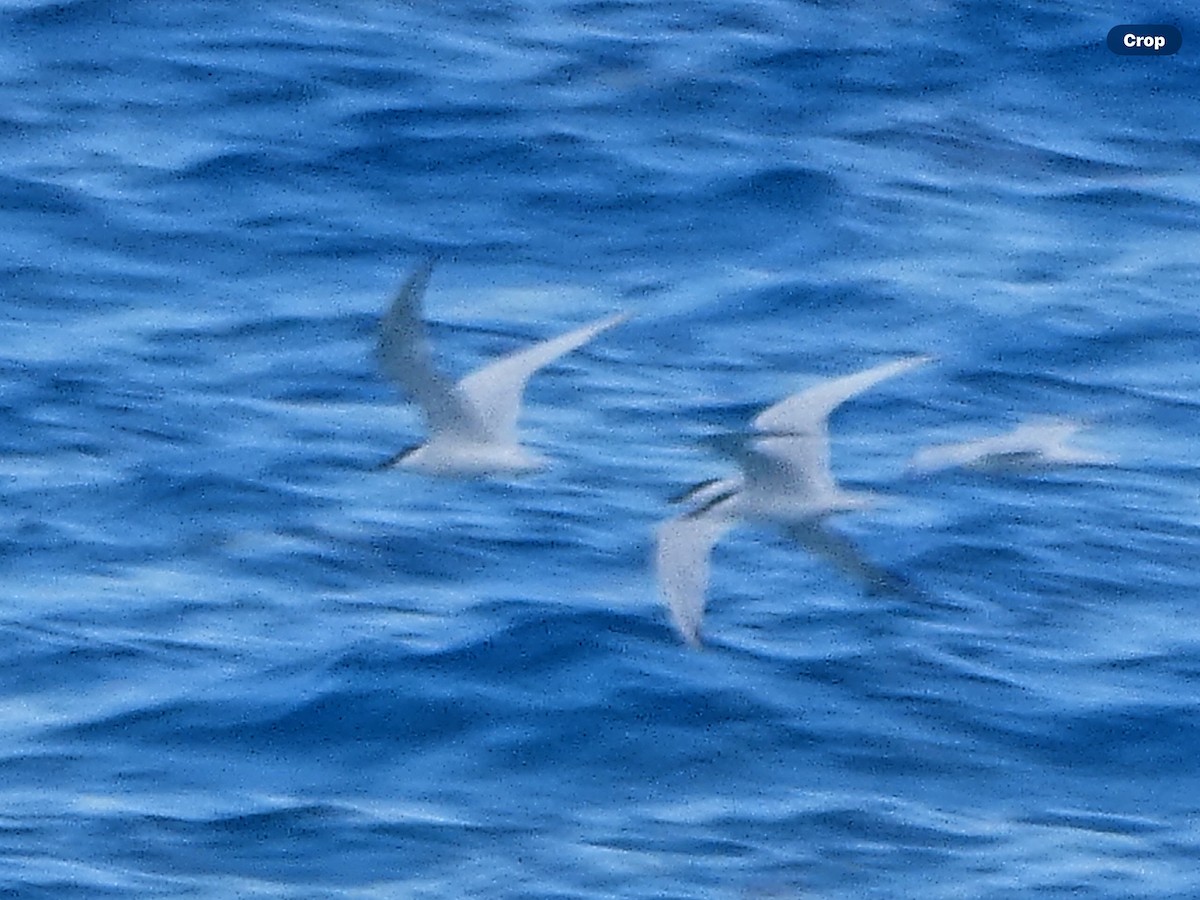 Gull-billed Tern - Willeke and Frits Bosveld - van Rijn