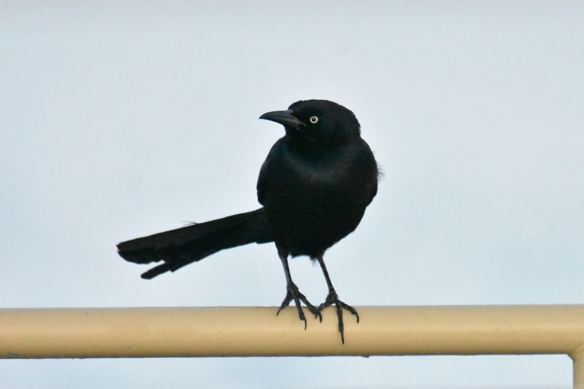 Great-tailed Grackle - ML618044026