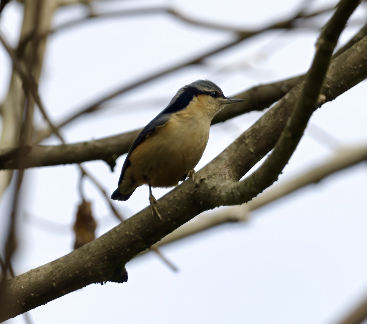 White-tailed Nuthatch - ML618044030