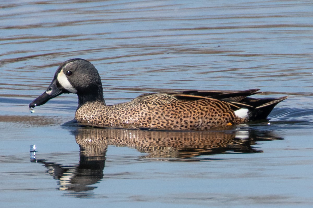 Blue-winged Teal - ML618044038