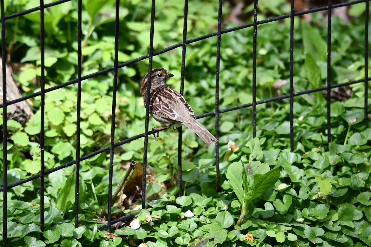 White-throated Sparrow - Terri Needham