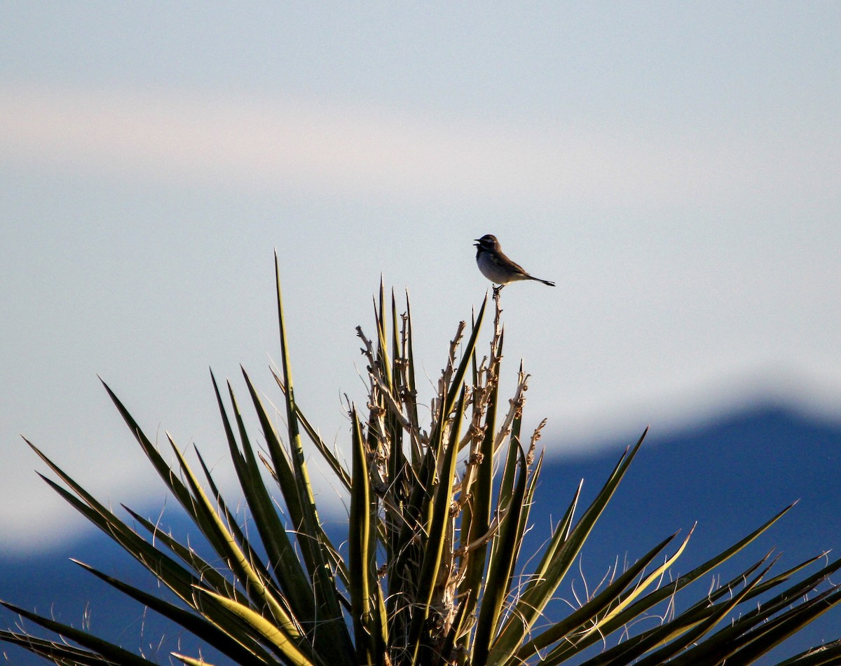 Black-throated Sparrow - ML618044115