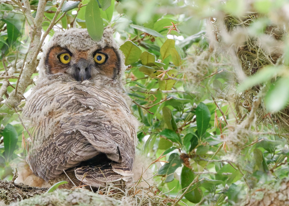 Great Horned Owl - ML618044155