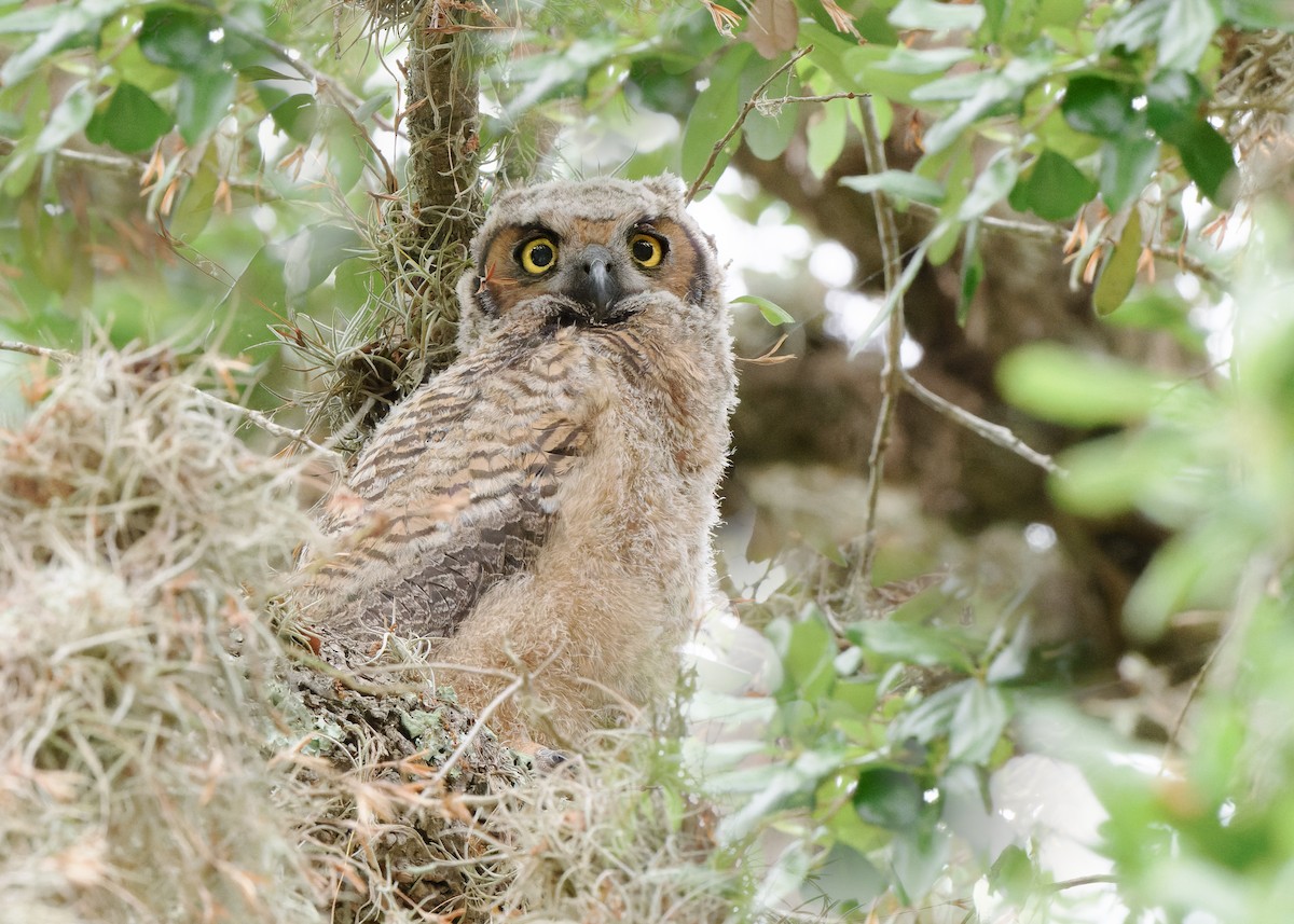 Great Horned Owl - ML618044156