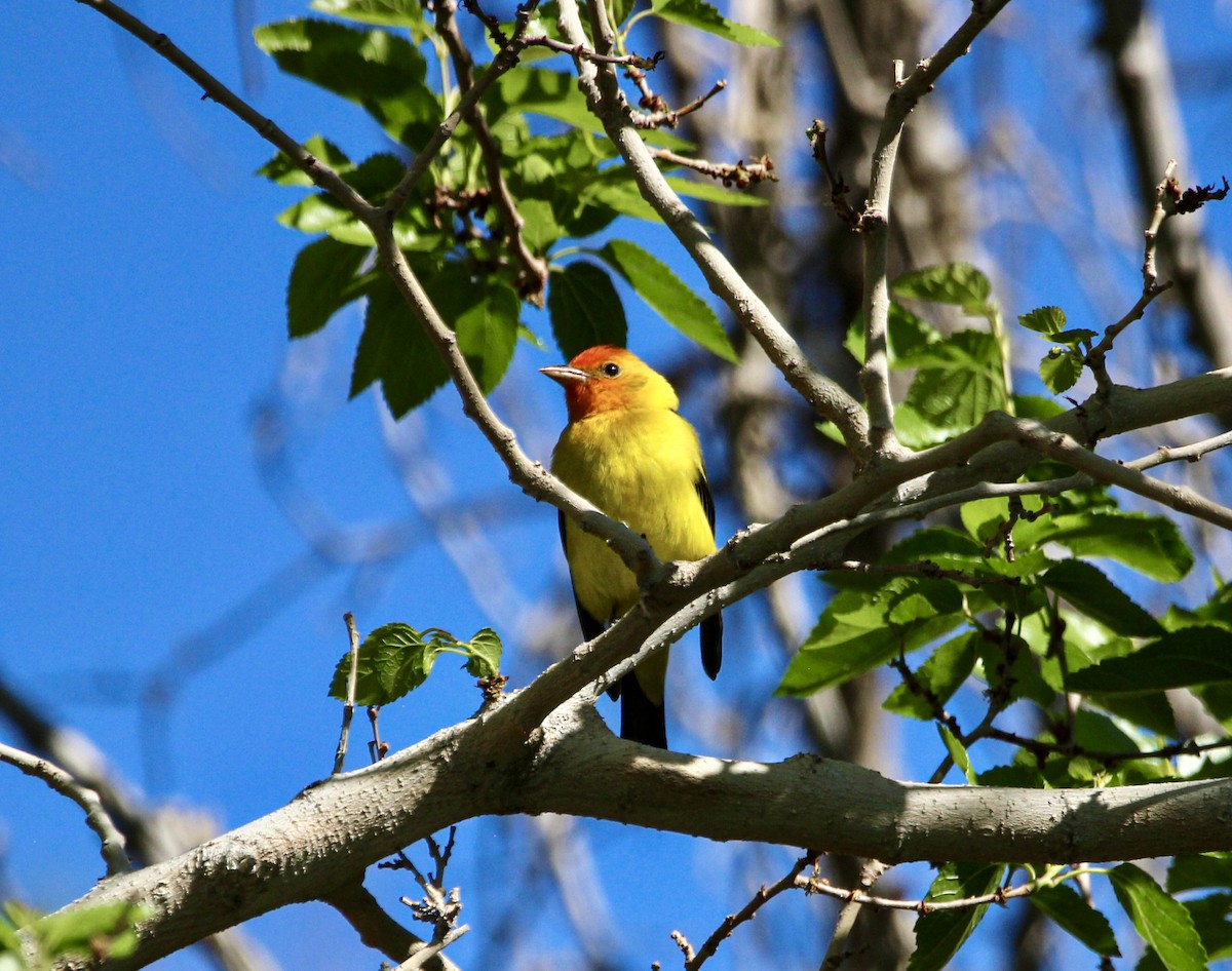 Western Tanager - Kerry Dunn