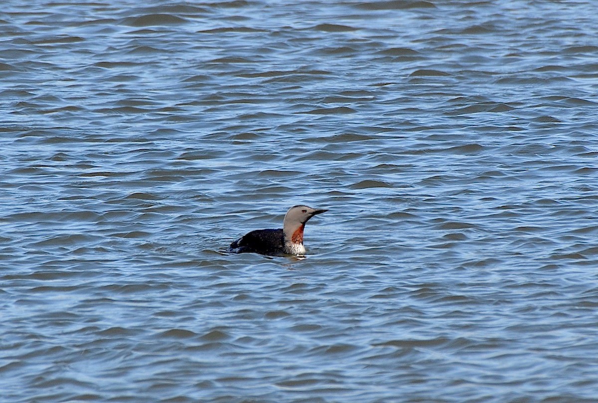 Red-throated Loon - ML618044167