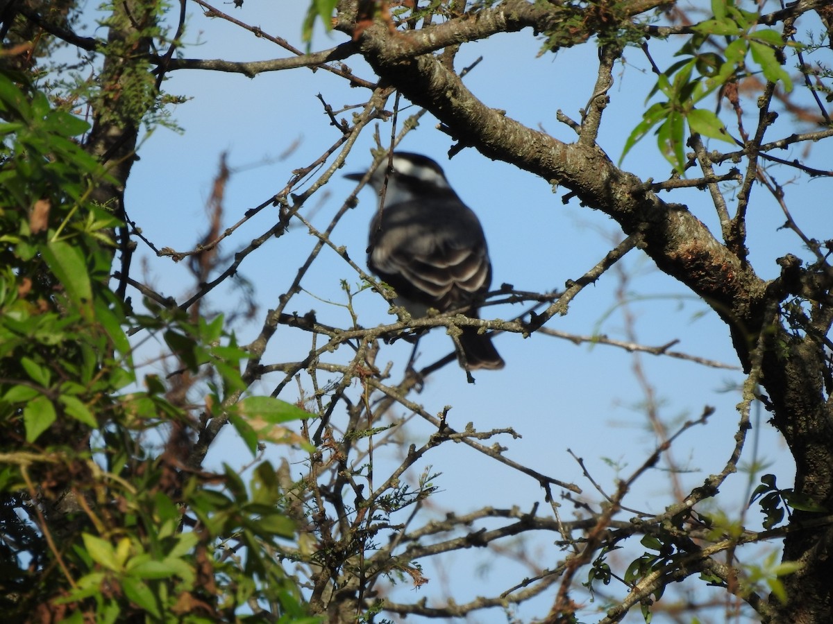 Black-crowned Monjita - ML618044278