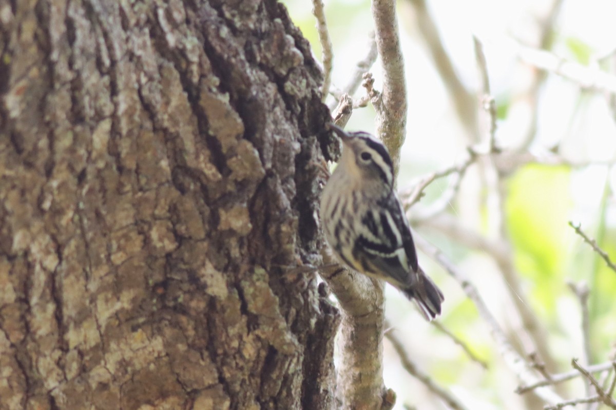 Black-and-white Warbler - ML618044295
