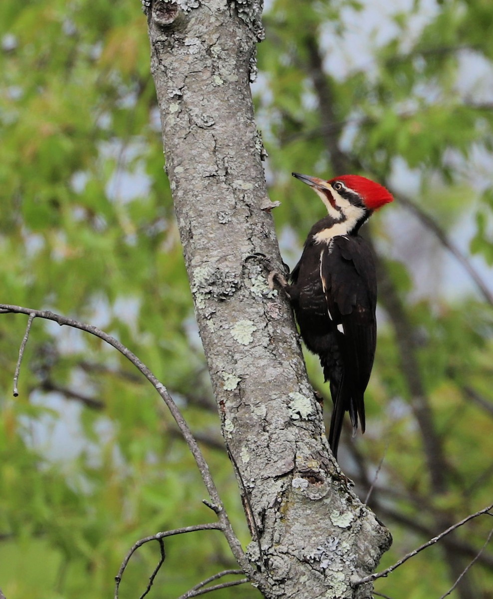 Pileated Woodpecker - DICK GRUBB