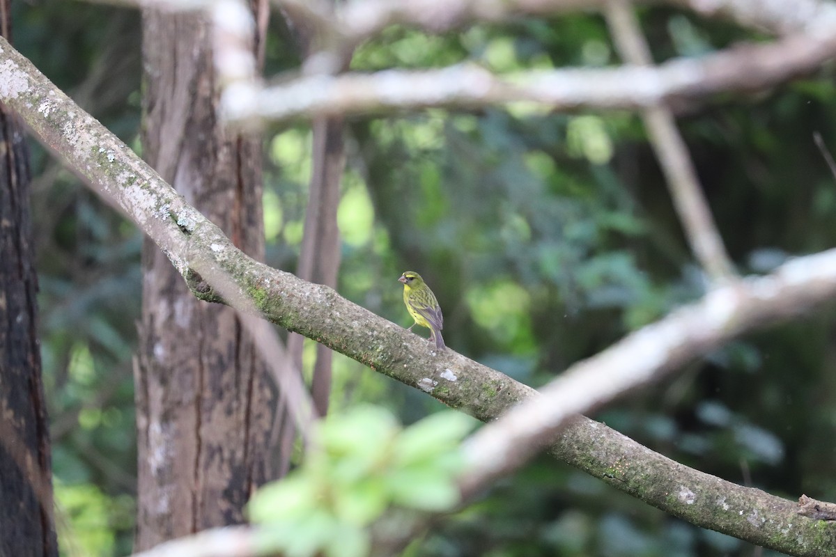 Forest Canary - ML618044309