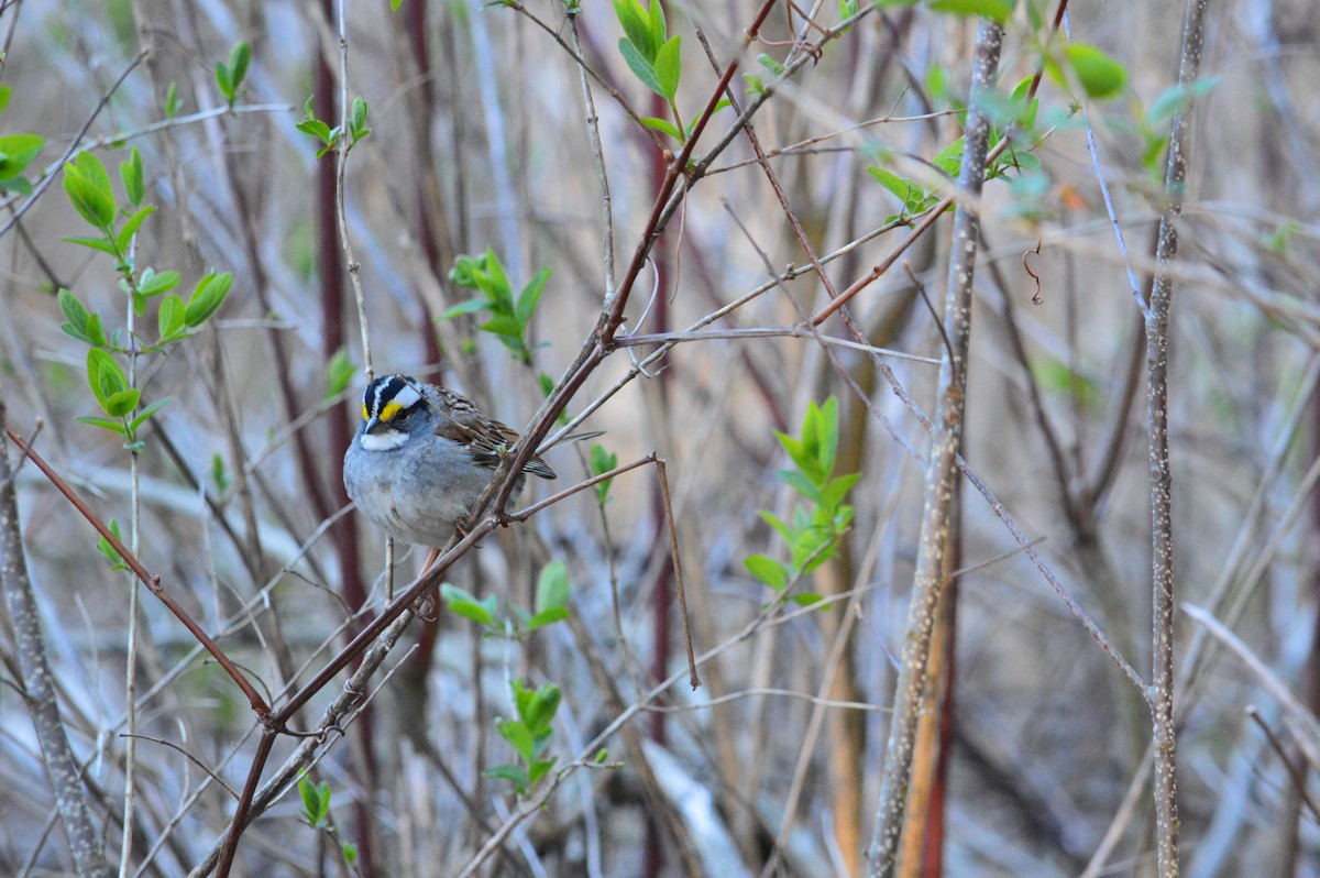 White-throated Sparrow - ML618044320