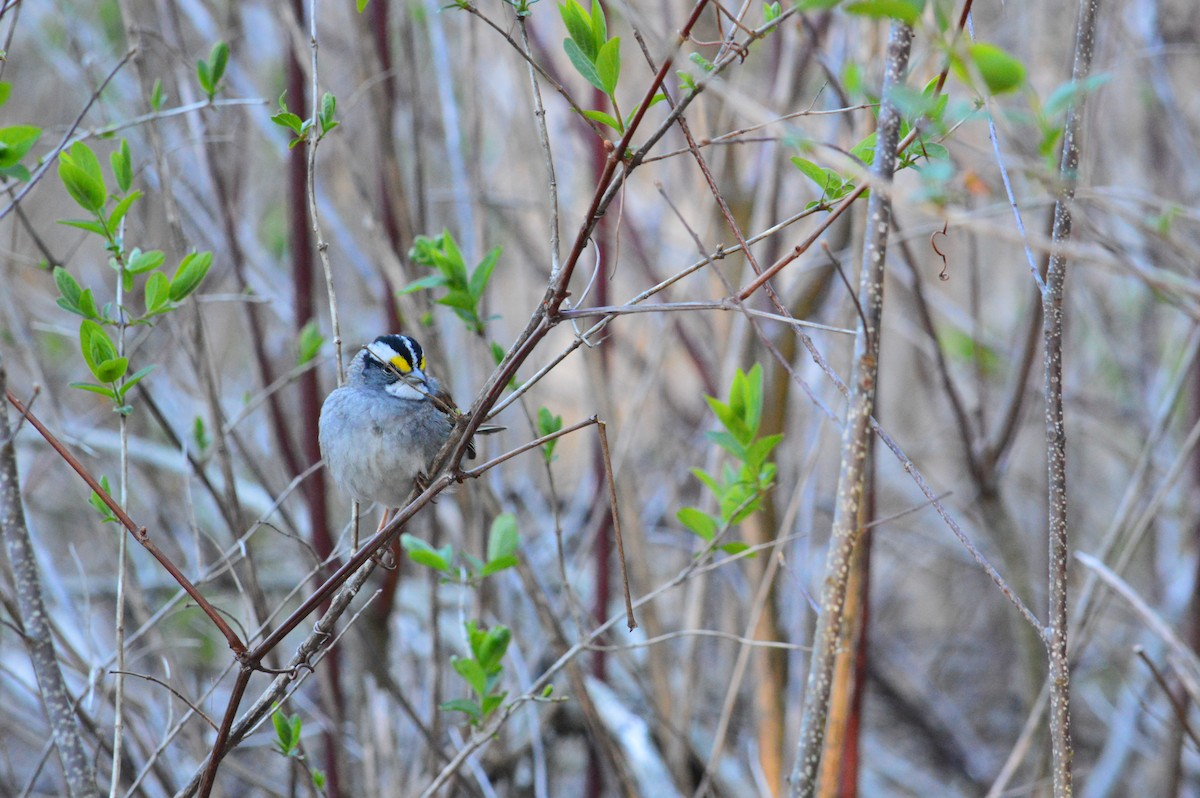 White-throated Sparrow - ML618044321
