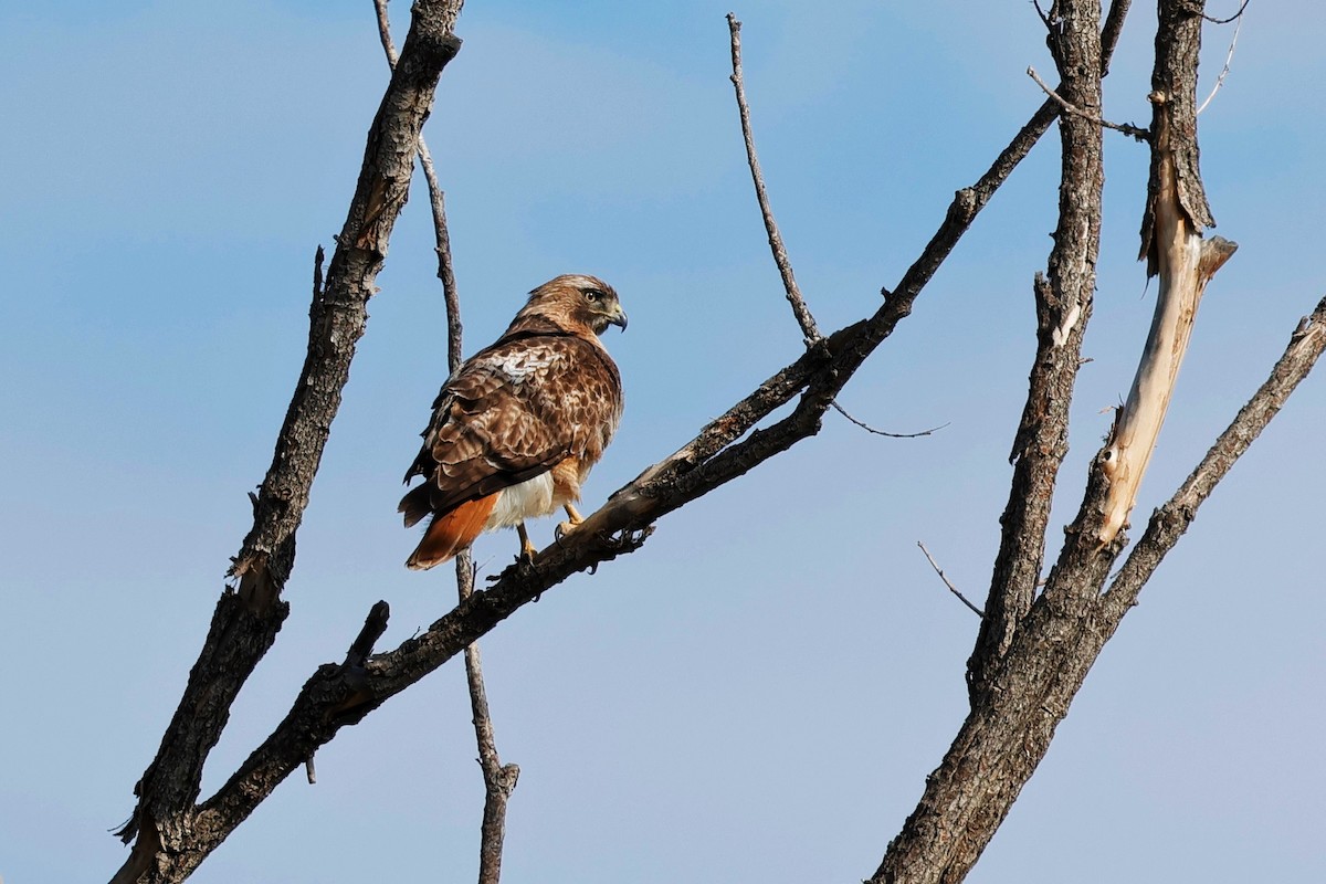 Red-tailed Hawk - ML618044332