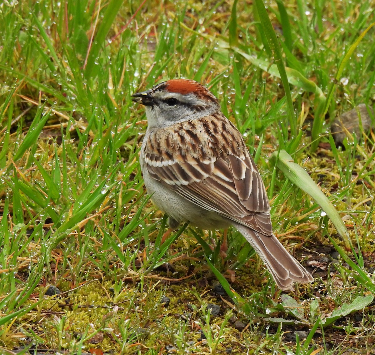 Chipping Sparrow - ML618044341
