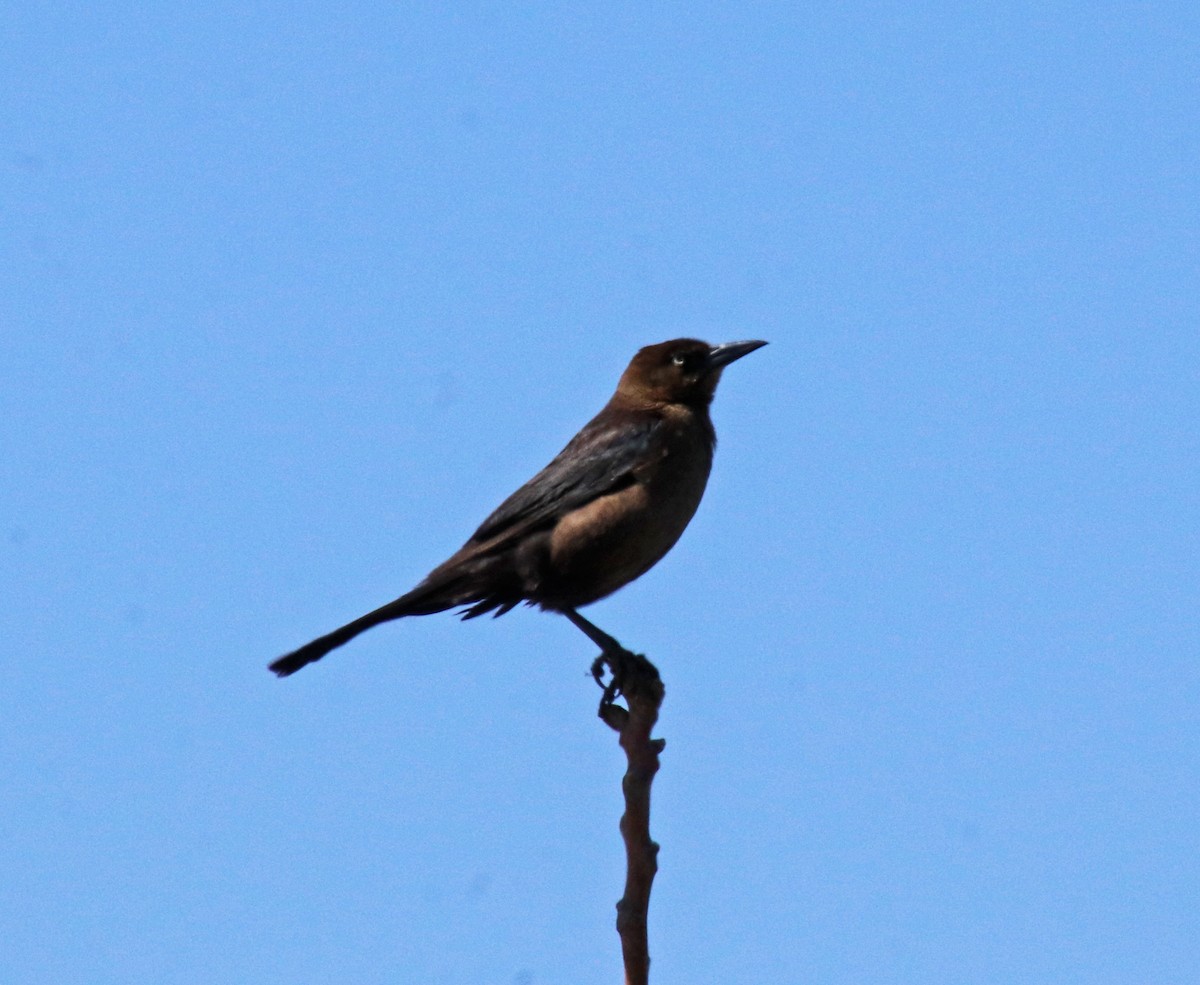 Boat-tailed Grackle - ML618044342