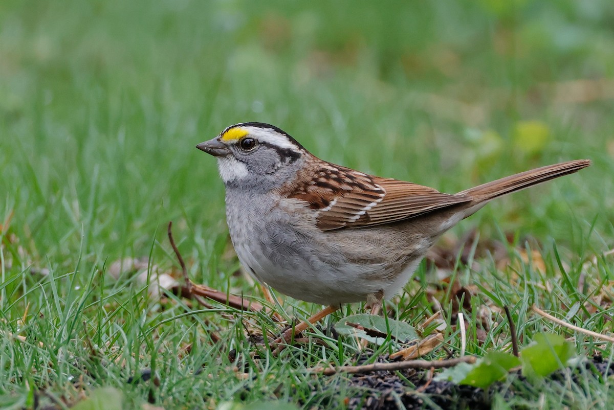 White-throated Sparrow - ML618044343