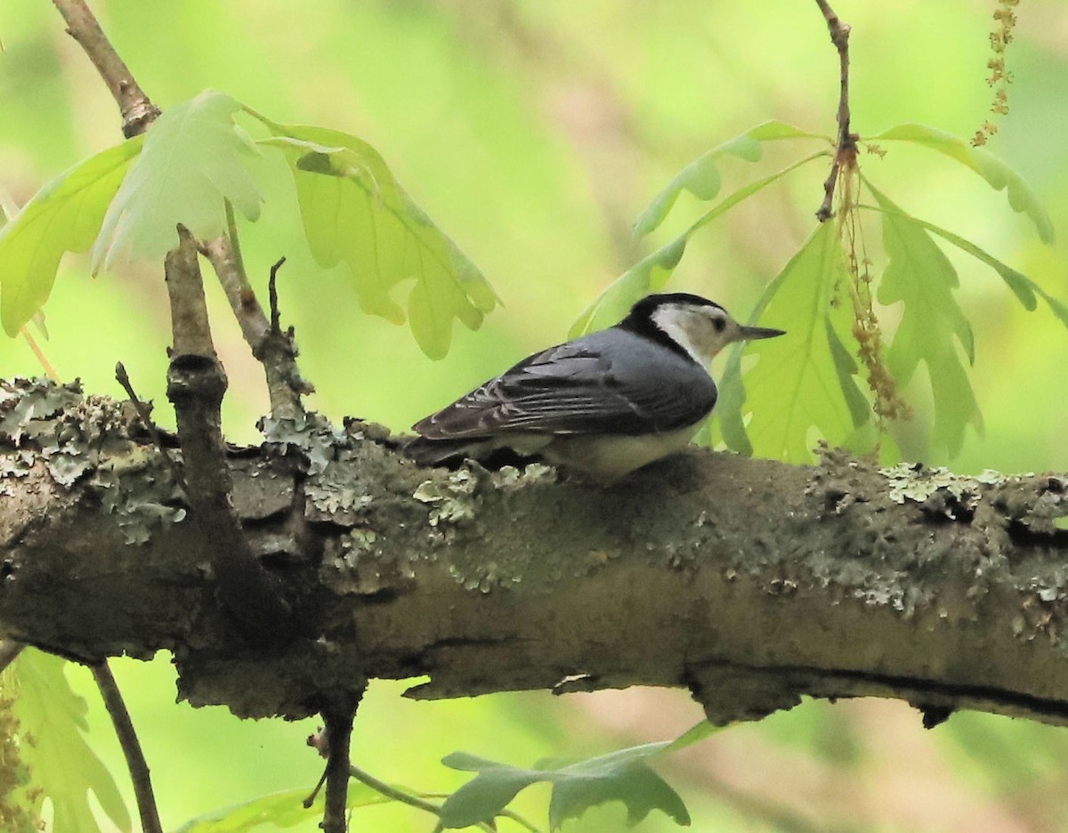 White-breasted Nuthatch - ML618044358