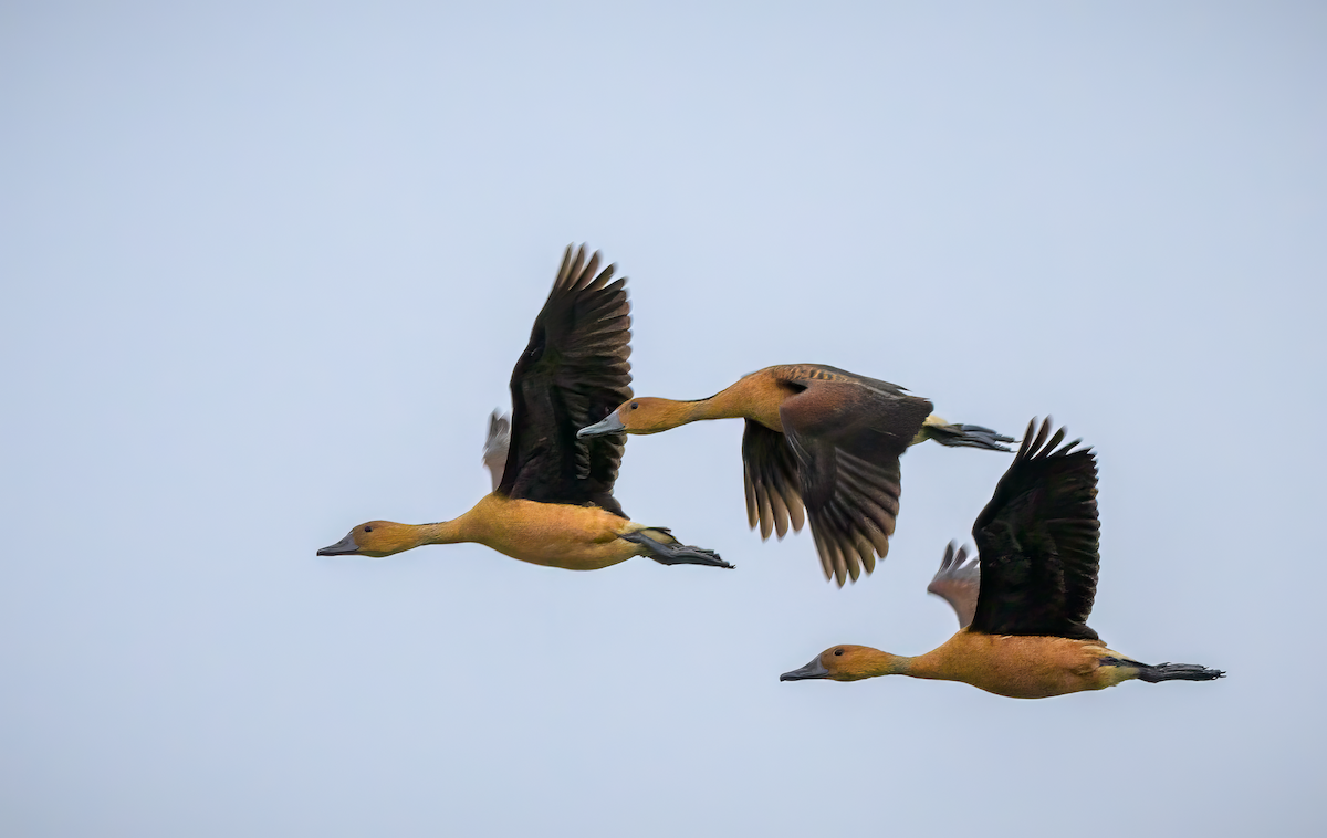 Fulvous Whistling-Duck - Frank Farese