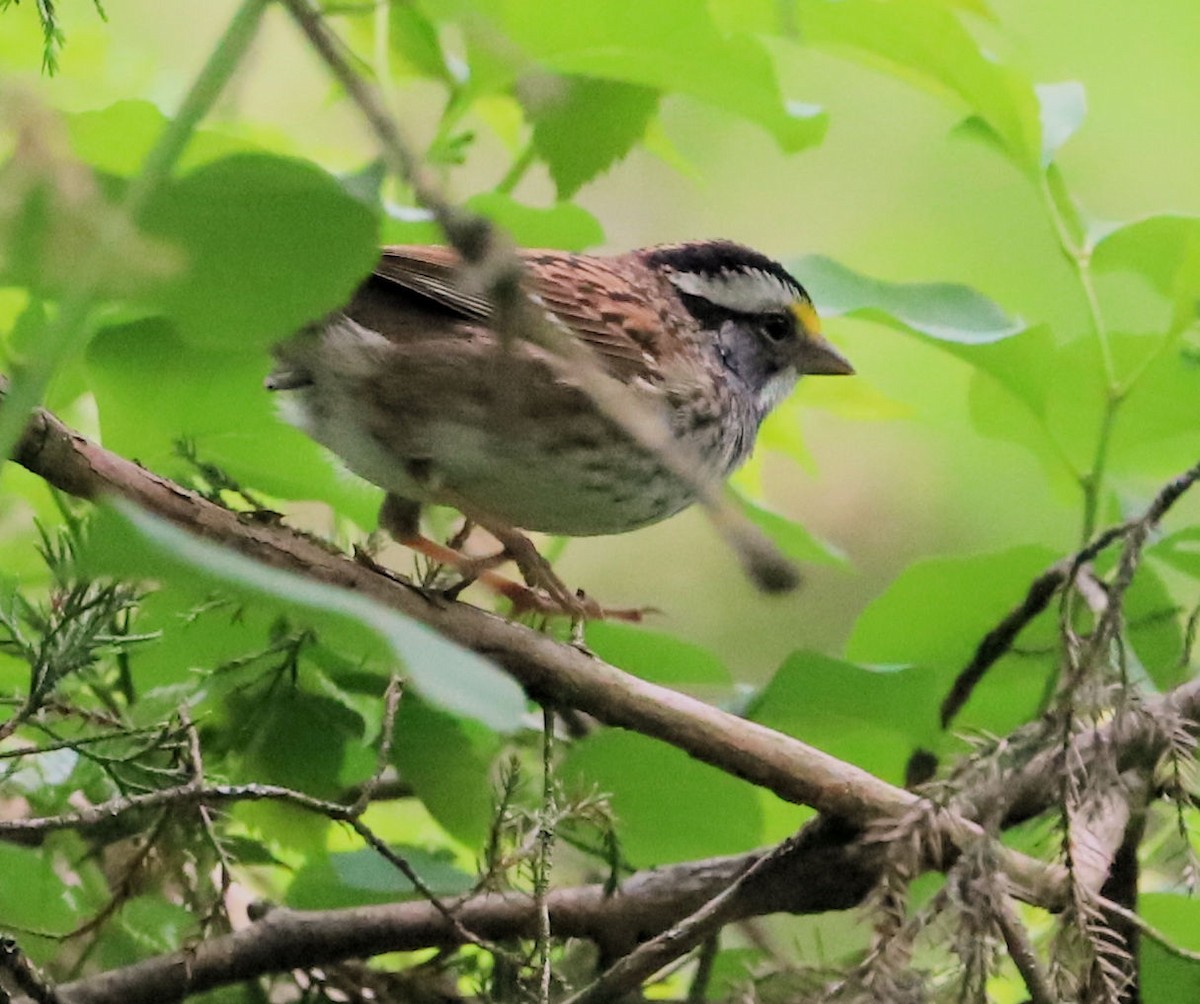 White-throated Sparrow - DICK GRUBB