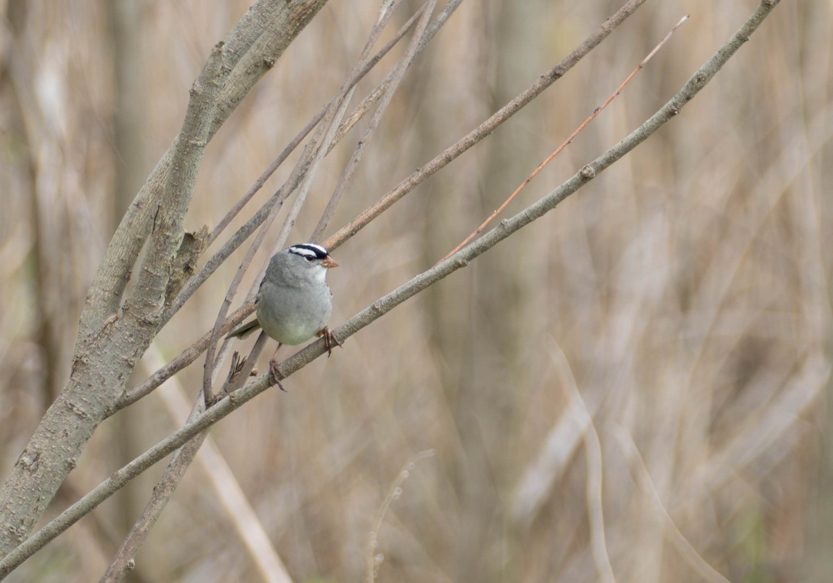 White-crowned Sparrow - Jeffrey Hoskin