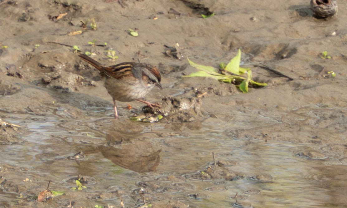 Swamp Sparrow - ML618044418