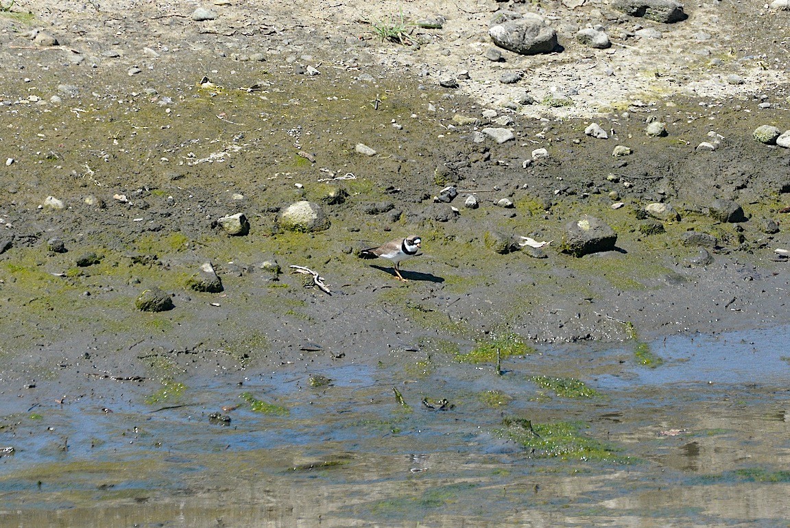 Semipalmated Plover - ML618044430
