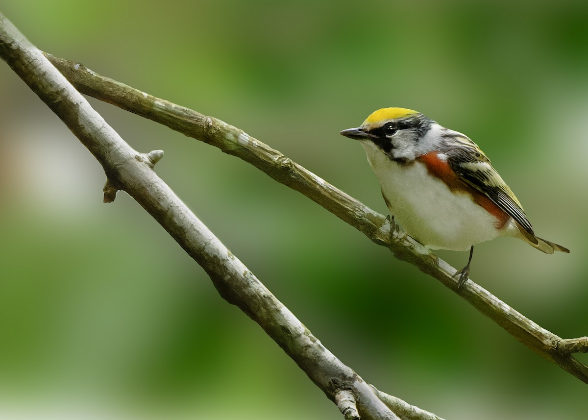 Chestnut-sided Warbler - KMJ Bird